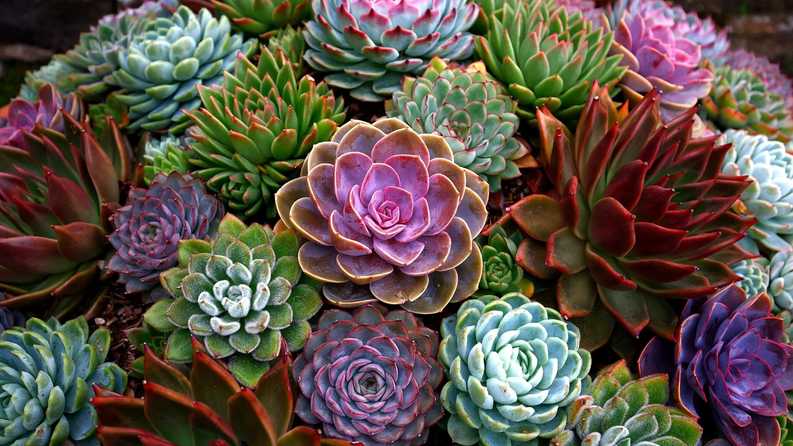 9 Blue Succulents to Add Color to Your Indoor Garden