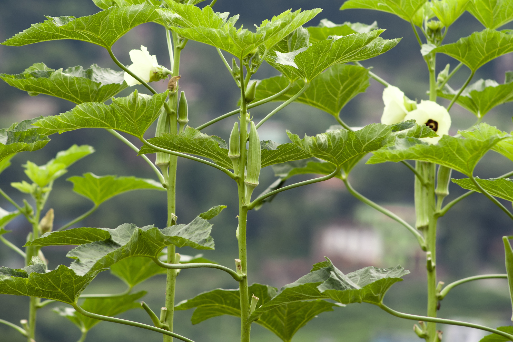 How to Grow Okra the Right Way: A Step-by-Step Guide